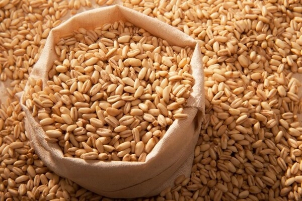 Hạt yến mạch (Oats)