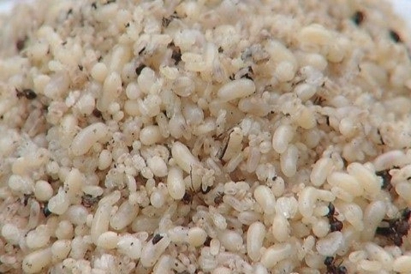 Trứng kiến (Ant Eggs)