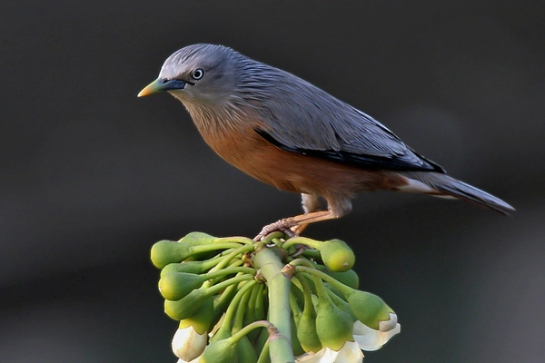 Chim Di Voọc Đầu Xám (Purple Starling)