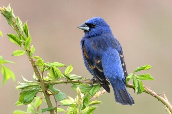 Chim Blue Grosbeak