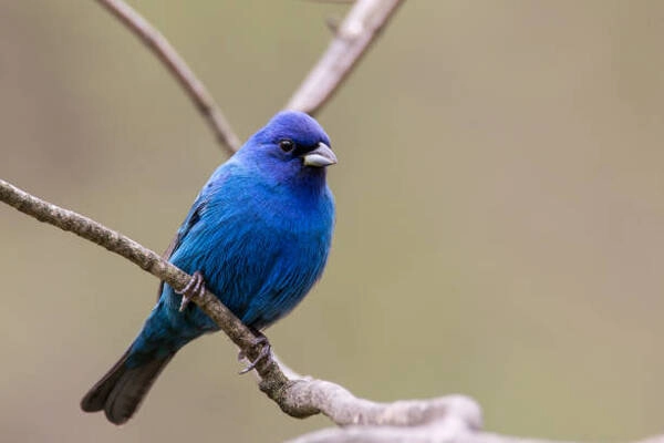 Chim Indigo Bunting