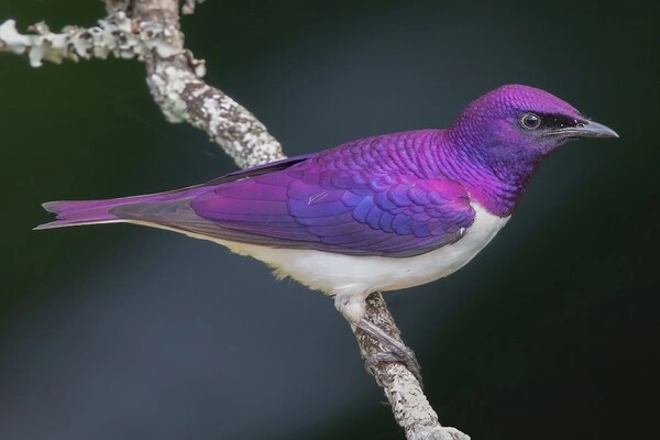 Chim Sáo Lưng Tím (Violet-backed Starling)