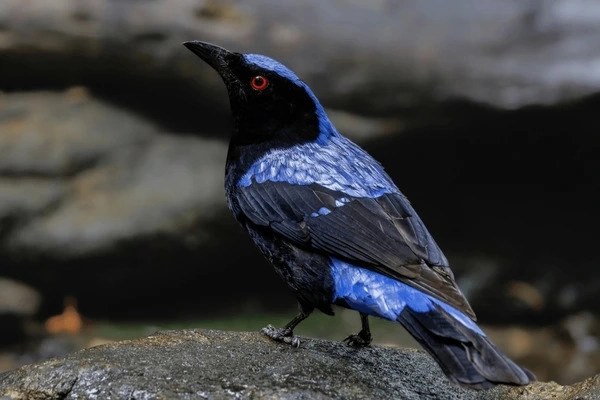 Chim Tiên Lam (Fairy-bluebird)