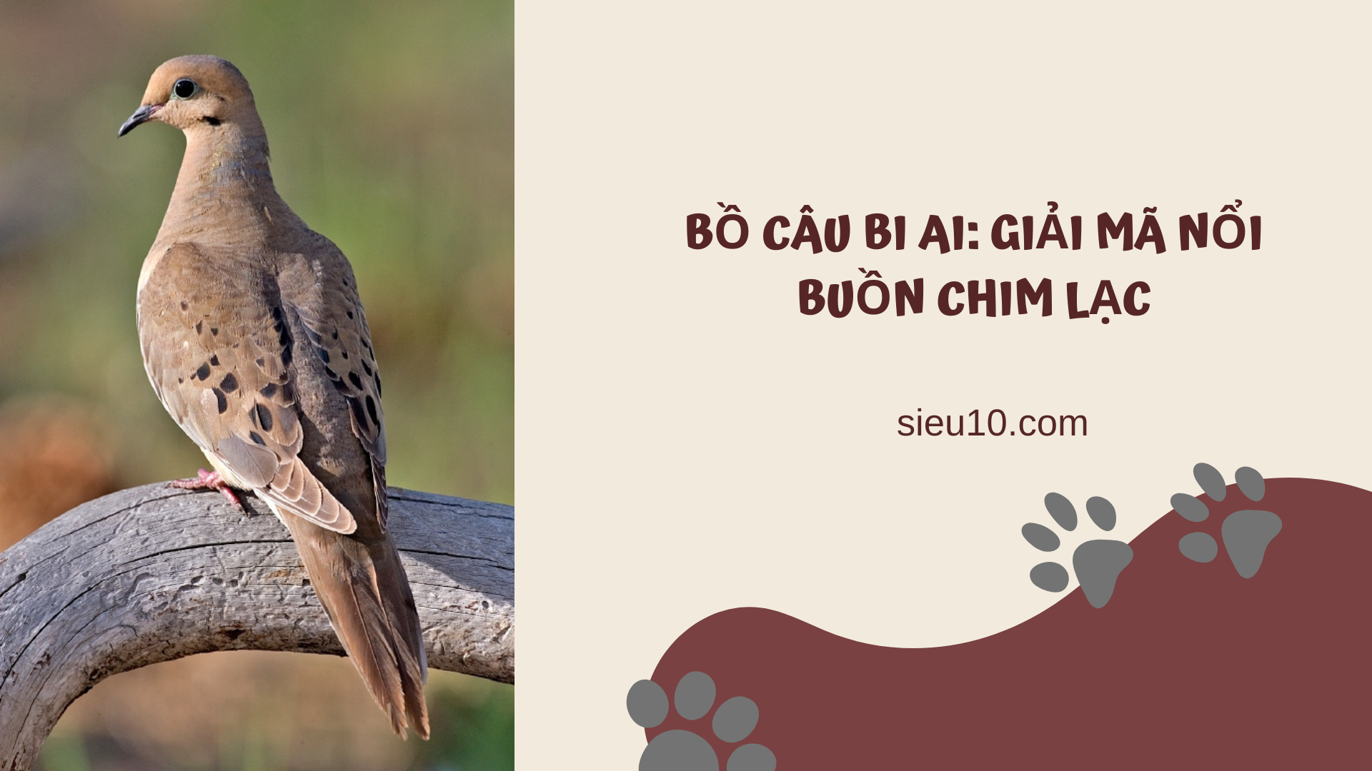 Bồ Câu Bi Ai: Giải mã nỗi buồn chim lạc