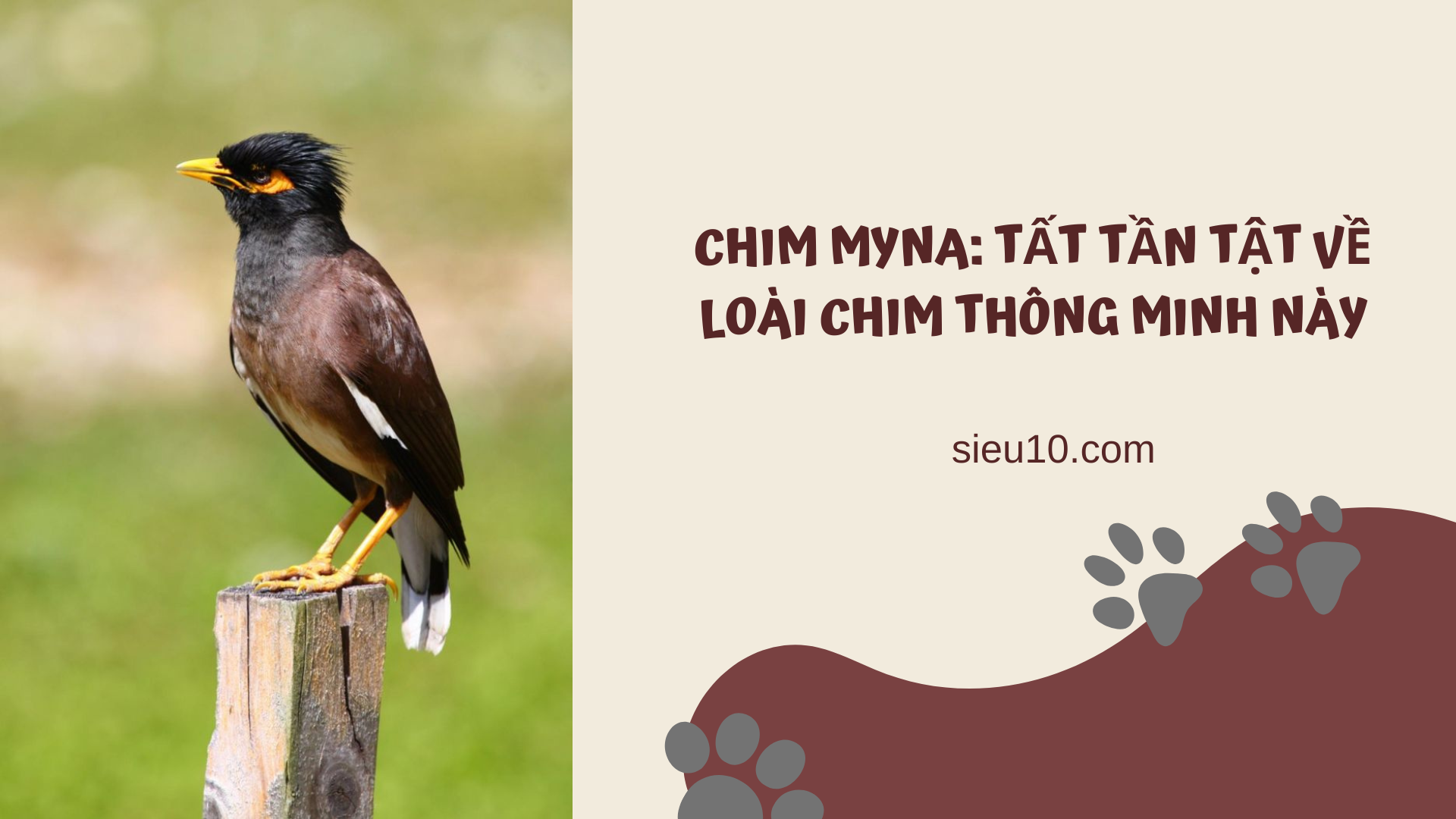 Chim Myna: Tất tần tật về loài chim thông minh này